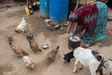 The story of Khadra
Used to be a traditional midwife, a mother of 7children. .Stopped working as a female circumcision person after witnessing girls who had complications after the homemade procedure. Works as a tailor now at their home, where her mother and grandmother and aunt live with her among her 7 children. Now volunteers with Candlelight to do awareness about FGM. . Bild Hühner