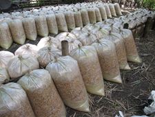 Wetterbeständiges Saatgut in Säcken Wetterbeständiges Saatgut in Säcken